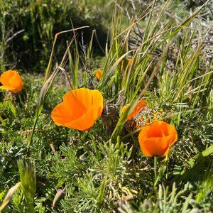 Meet your Posher, Vicky